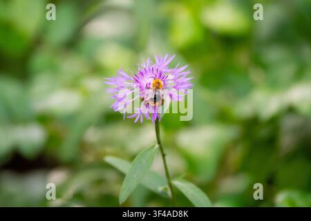 Bumblebee sammelt Nektar von einer lila Wildblume, umgeben von weicher grüner Vegetation in einer friedlichen Sommerwaldwiese. Stockfoto
