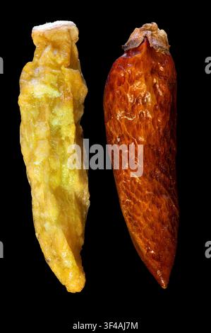Super Makroaufnahme Nahaufnahme von exotischen getrockneten roten Vögeln Auge und gelben Chili amazon Pfeffer isoliert auf einem schwarzen .guten Essenshintergrund Stockfoto