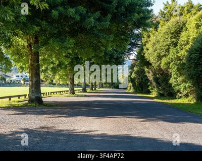 Straße, Auto-Hintergrund, Automobil-Heckplatte, ruhige Landstraße in parkartiger Umgebung, gesäumt von grünen Bäumen Stockfoto