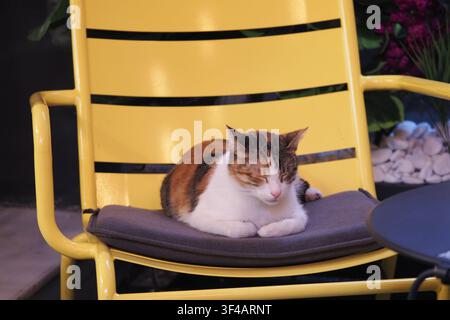 Katze ruht auf einem Stuhl in einem Café in der Nacht Stockfoto