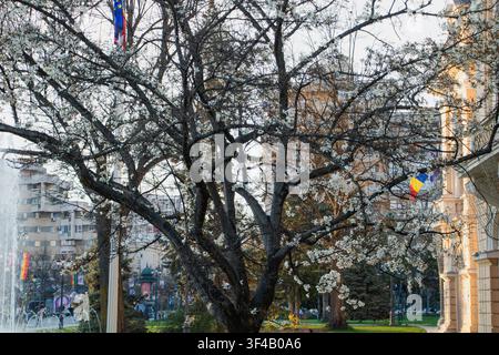 Blühender weißer Magnolienbaum in einem Stadtpark im Frühling. Stockfoto