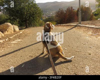 Ein Beagle sitzt auf einem Pfad und blickt während des Tages in Richtung der Hügel. Die Sonne scheint herab, und Bäume umgeben das Gebiet. Im Hintergrund gibt es Felsen und malerische Aussichten. Stockfoto