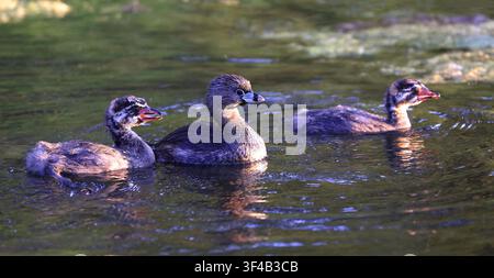 Mutter des Schnabeltauchers mit Jungen, die auf dem Seewasser in Montreal, Kanada, schwimmen Stockfoto