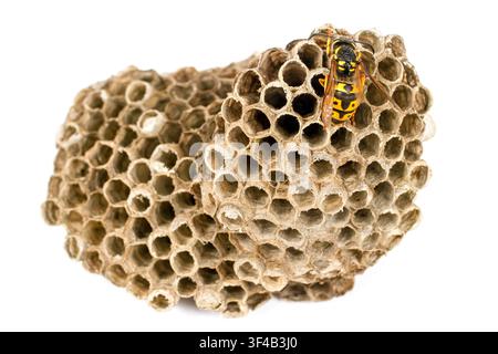 Ein Hornissennest auf weißem Hintergrund. Insektennest. Eine Nahaufnahme der Wespe. Stockfoto