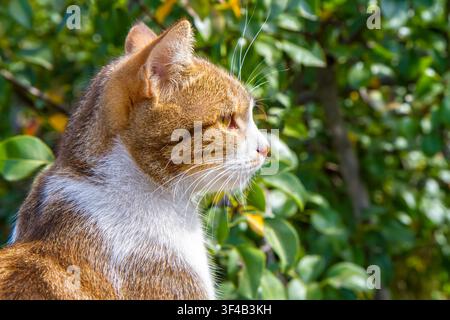 Nahaufnahme des Profils eines Katzenkopfes. Katze in einem sonnigen Sommergarten Stockfoto