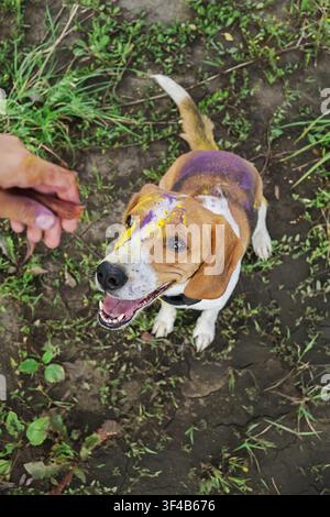Beagle-Hund, der mit farbenfrohem Holi-Puder bedeckt ist und auf eine Hand schaut, die ein Leckerli hält. Fröhlicher Hund, der im Freien während des Frühlingsfestes spielt. Buntes Haustier-Event Stockfoto