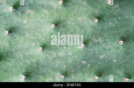 Nahaufnahme von Cereus peruvianus, essbarem säulenförmigen Kaktus mit epikutikulärem Wachs und scharfen Stacheln Stockfoto