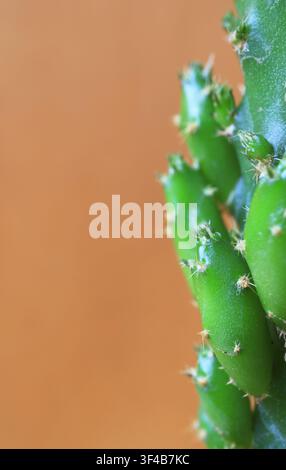 Extrem naher Ausschnitt von Rhipsalis-Mini-Kaktus, der biomorphe geometrische Muster offenbart Stockfoto