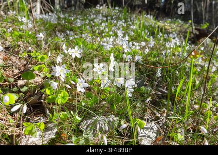 Oxalis obtriangulata in Blüte. Ein Teppich aus weißen Wildblumen und leuchtend grünem Wald-Sauerampfer überzieht einen sonnenbeschienenen Waldboden und erinnert an frische Frühlingsmorgen. Stockfoto