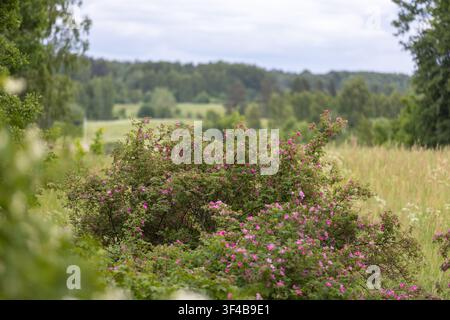 Wildrosensträucher blühen auf einer sommerlichen Wiese, eingerahmt von hohem Gras und fernen bewaldeten Hügeln, und schaffen eine friedliche, natürliche ländliche Landschaft voller c Stockfoto