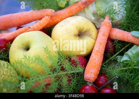 Frisches gemischtes Bio-Obst mit gelben Äpfeln, Karotten, Erdbeeren, Tomaten, Blattgemüse und Dill dicht nebeneinander in einem bunten Garten angeordnet Stockfoto
