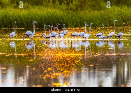 Schwarm der Großflamingos im Habitat Stockfoto