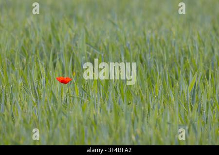 Einziger Mohn, der auf einem Weizenfeld wächst. England, UK. Stockfoto