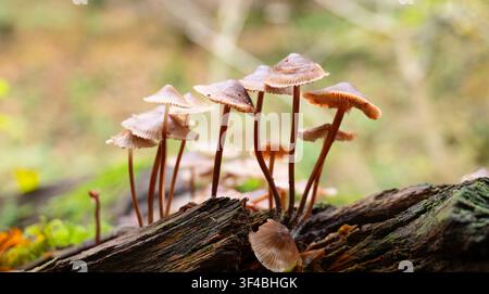 Blutende Feenhelm-Pilze wachsen auf totem Holz, Baumstamm, Mycena haematopus, Burgunder-Tropfenhaube, Herbstwald, Müllerthal Luxemburg Stockfoto