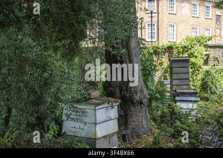 Bienenstöcke in Holzkisten, Chelsea Physic Garden, historischer botanischer Garten, ältester botanischer Garten in London, gegründet 1673 von der Worshipful Socie Stockfoto