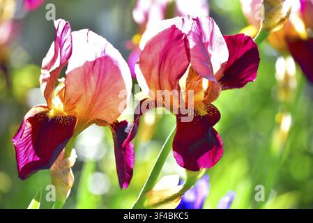 Hohe bärtige Schwertlilie 'Carnaby' (Iris x barb. -elat. 'Carnaby'), Bayern, Deutschland Stockfoto