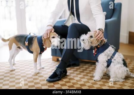 Besitzer sitzt auf der Couch mit Hunden, einem angeleinten Beagle und einem weißen Bichon mit Geschirr und Bandanas, Besitzer in einem Blazer streichelt sanft, gemustert Stockfoto