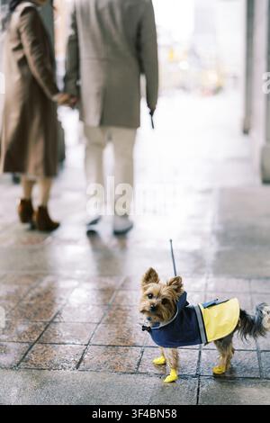 Ein kleiner Hund in einem bunten Regenanzug bleibt auf dem nassen Bürgersteig stehen, während die Leute weggehen Stockfoto