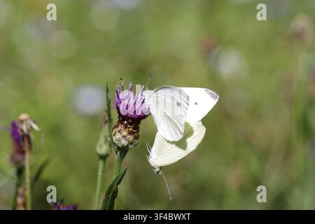 Kleiner Weißer (Pieris rapae), zwei, begattung, Nahaufnahme, Knäuelblume Stockfoto