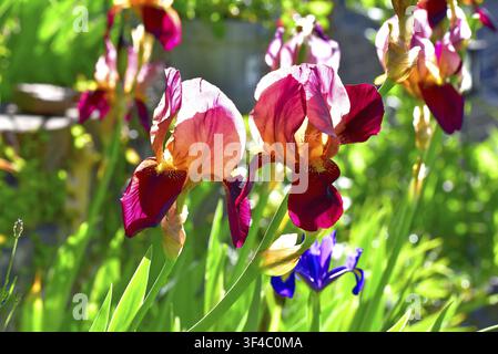 Hohe bärtige Schwertlilie 'Carnaby' (Iris x barb. -elat. 'Carnaby'), Bayern, Deutschland Stockfoto