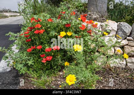 Rote Mohnblumen & gelbe Kronenmargeriten blühen an einer Steinmauer am Straßenrand, Scicla nach Modica, Sizilien, Italien Stockfoto