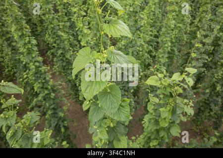 Tageslicht-Horizontal-Nahaufnahme von lebhaft grünen Hopfäden (Humulus lupulus), die an Spaliere in einem Hopfeld klettern. Hallertau, Bayern, Deutschland Stockfoto