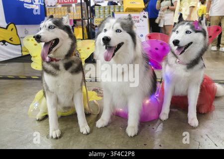 Drei Husky-Hunde posieren zusammen in bunten Kostümen bei einer Haustierausstellung. Fröhliches Gruppenporträt von gekleideten Haustieren mit hellen Accessoires und Stockfoto