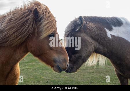 Isländische Pferde auf dem Feld, Island Stockfoto