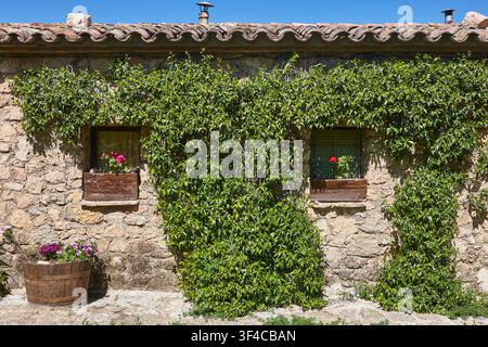Steinmauer bedeckt mit grünen Pflanzen. Fenster mit Geranium Stockfoto