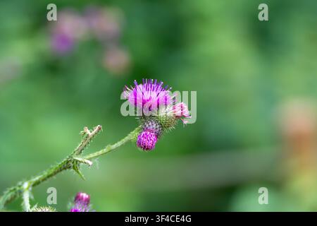 Zarter magentafarbener Kriechdistel, Cirsium arvense, Blüten baumeln an schlanken grünen Stängeln in einem Sommerfeld. Ungeknüpftes Knospenbüschel befindet sich in der Nähe zwischen weichem b Stockfoto