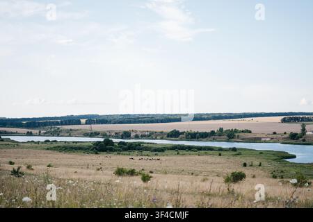 Pittoreske ländliche Sommerlandschaft mit einem ruhigen See, grünen Wiesen und einer Kuhherde, die grast, Ackerfelder und Wald am Horizont unter einem weichen Blau Stockfoto