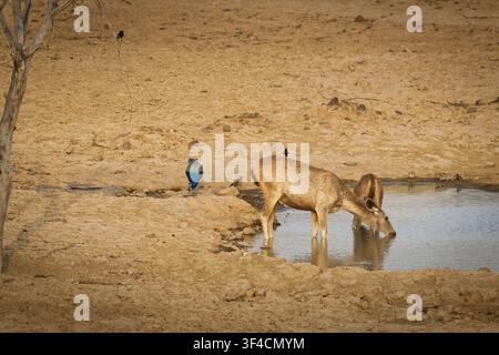 Sambar-Hirsch und ein Pfau, die an einem Wasserloch im trockenen Rajasthan, Indien, trinken. Wildbeobachtung in einem Nationalparkreservat. Stockfoto