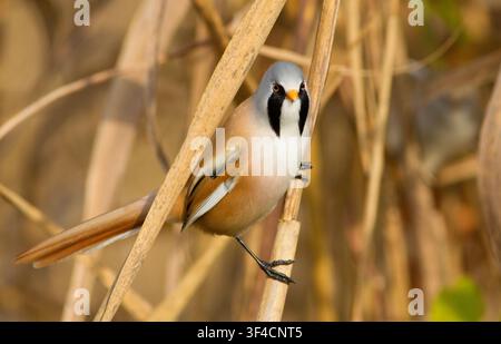 Nahaufnahmeporträt eines männlichen Bartmeisen (Panurus biarmicus) mit markanten schwarzen Gesichtsstreifen, der im warmen Sonnenlicht auf Schilfen sitzt. Stockfoto