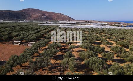 Olivenbäume, die an einem sonnigen Tag in ordentlichen Reihen wachsen, zeigen die Landwirtschaft mit Gewächshäusern, Hügeln und Meer in der Ferne Stockfoto