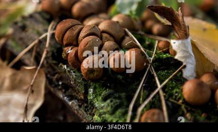 Nahaufnahme von kleinen braunen Büschelfungi, die auf einem moosigen Holzstamm wachsen, umgeben von trockenen Blättern und Zweigen in einer Waldumgebung. Stockfoto