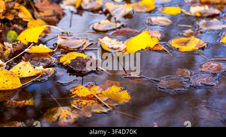 Nahaufnahme von gefallenen gelben und braunen Ahornblättern, die auf dunklem, stillem Wasser mit Wellen schwimmen. Scharfe Details auf nassem Laub in einem Teich im Herbst. Stockfoto