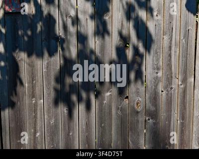 Schatten von Blättern fallen auf einen Holzzaun in einem Hof bei Tageslicht und heben die Muster und Texturen des Holzes hervor. Stockfoto