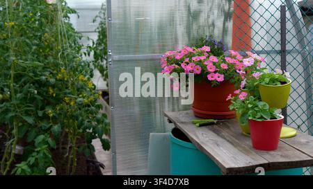 Eine ruhige Gewächshausszene mit üppiger Vegetation und lebendigen Topfpflanzen, die eine friedliche Atmosphäre für Gartenliebhaber und Pflanzen schaffen Stockfoto