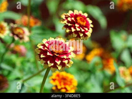 Eine Nahaufnahme von Zinnia haageana 'Aztec Sunset' Stockfoto