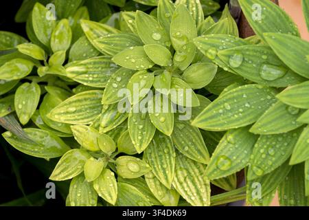 Grüne Blätter und Wassertropfen Stockfoto