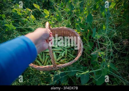 Nahaufnahme von Händen, die einen Weidenkorb mit frischen grünen Erbsenschoten halten, geerntet aus einem üppigen Garten, warmes natürliches Sonnenlicht Stockfoto