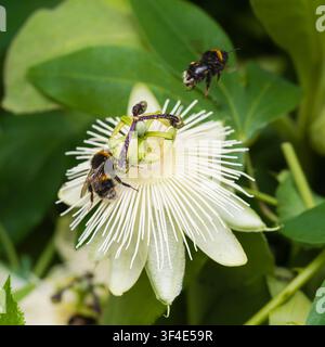 UK Furchenschwanz-Hummeln, Bombus terrestris, auf der Rankenpflanze Passiflora 'Snow Queen', eine Hummel im Flug, eine Hummel beim Füttern Stockfoto