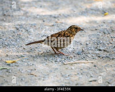 Jugendlicher Braunkehlchen, Prunella modularis, mit heller und dunkler Brauntönung auf einem Kiesweg in Devon, UK Stockfoto