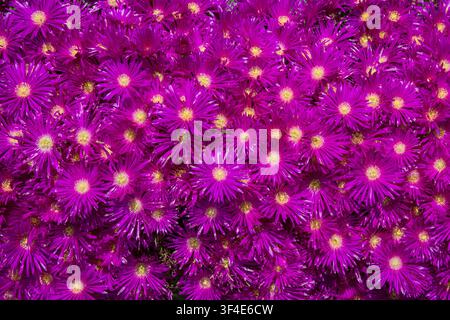 Die leuchtend rosa Blüten mit gelben Mittelpunkten von Aster novi-belgii 'Neron' Stockfoto