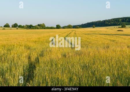 Lebendige Agrarlandschaft mit einem grünen und goldenen Getreidefeld Stockfoto