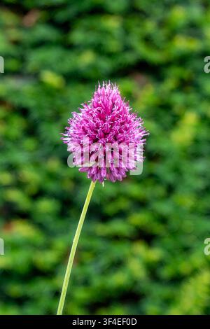 Allium sphaerocephalon, Trommelstock-Allium Stockfoto