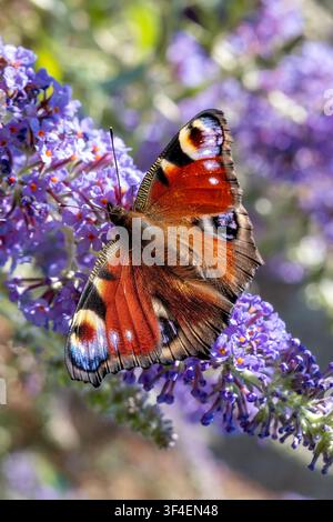 Pfauenblume, Aglais io, im Helmsley Walled Garden, Helmsley, Yorkshire, England Stockfoto