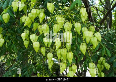 Nahaufnahme eines Büschels grüner Samenkapseln an einem Baum Stockfoto