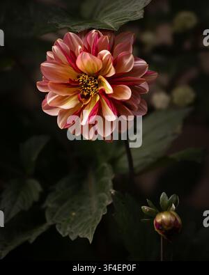 Nahaufnahme einer dekorativen Dahlie in Blüte mit rosa, pfirsichfarbenen und cremefarbenen Blütenblättern vor einem dunklen natürlichen Hintergrund Stockfoto