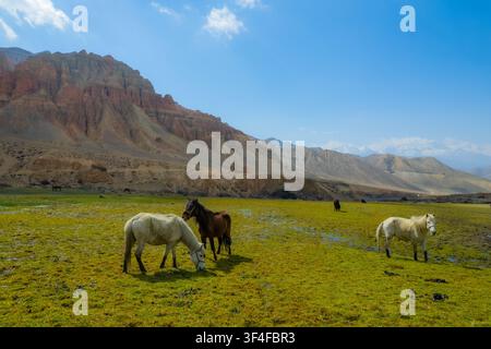 Luftbild von Pferden, die auf einer üppigen grünen Weide grasen, vor dem Hintergrund schroffer, arider Berge unter einem klaren blauen Himmel in Nepal. Stockfoto